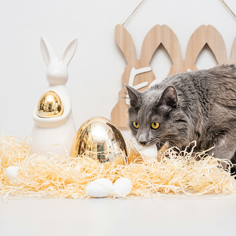 Easter Pet Safety: Chocolate, Decorations And Seasonal Dangers