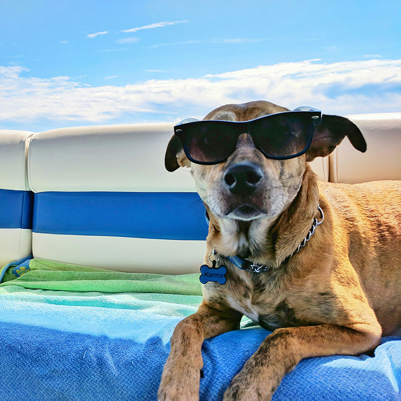 Holiday Pet Care: Travelling With Pets And Choosing A Pet Sitter