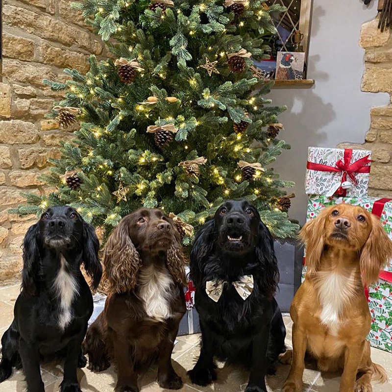 Keeping Pets Safe at Christmas