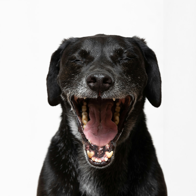 Pet Dental Health Month: Why Dental Care Matters For Dogs And Cats