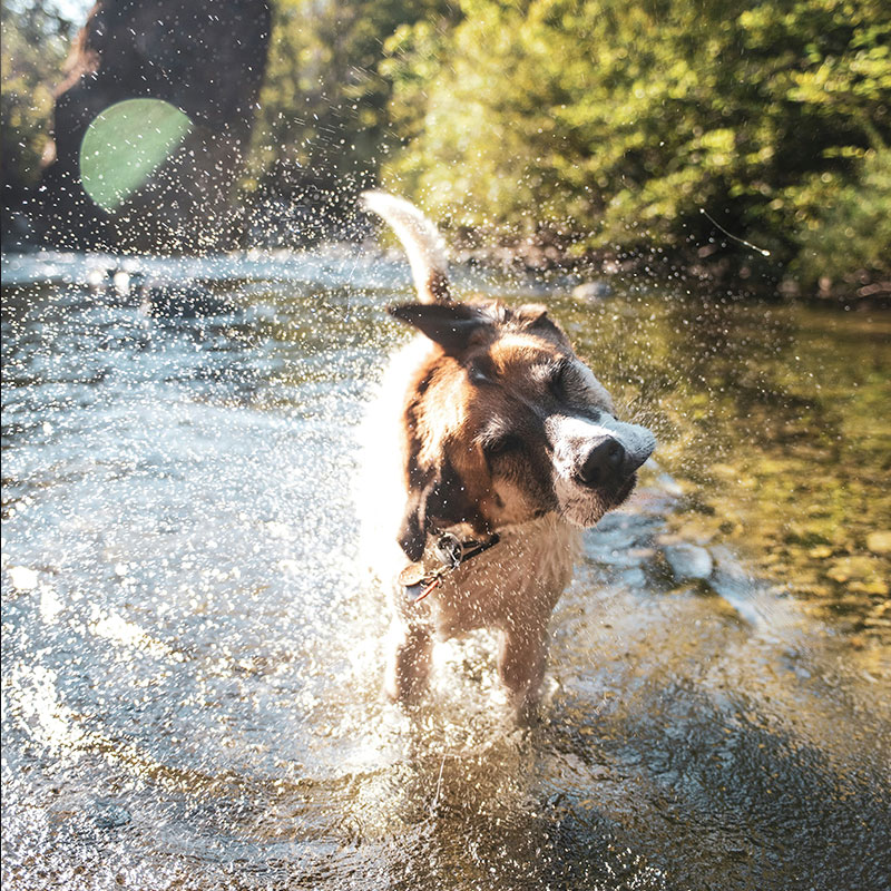 Summer Water Safety For Dogs: Rivers, Lakes, Beaches And Hidden Risks