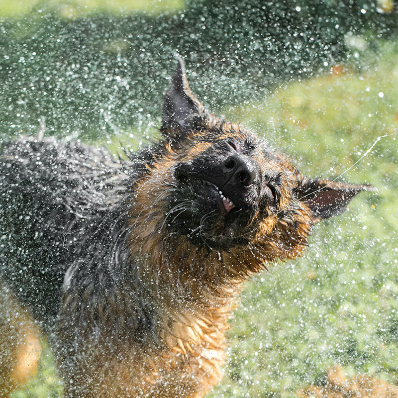 Keeping Pets Safe In Hot Weather: Heatstroke Risks And Summer Safety Tips