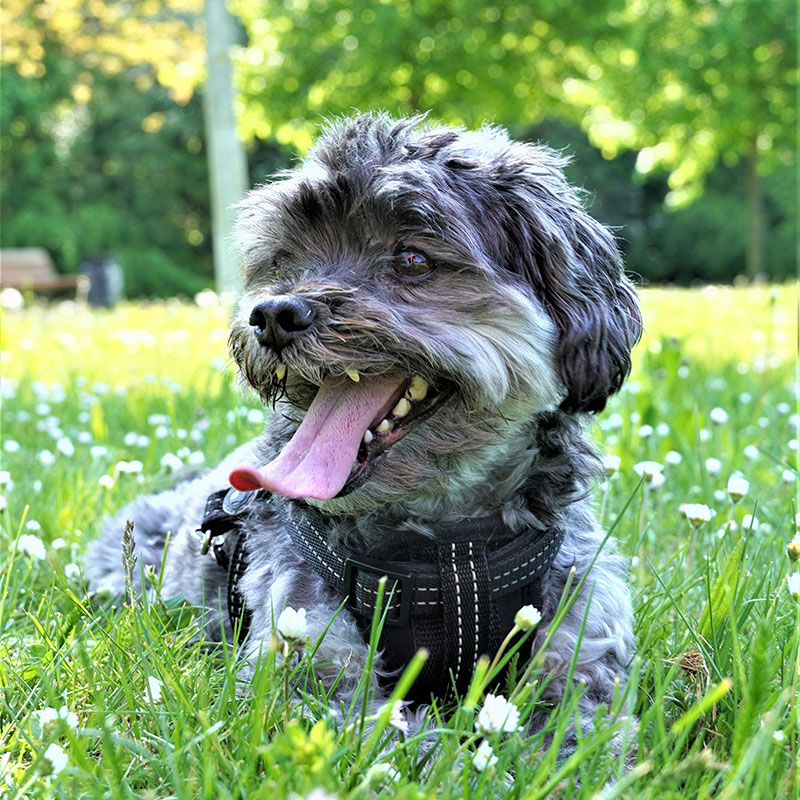 Spring Pet Health Checks: Parasites, Vaccinations And Seasonal Risks