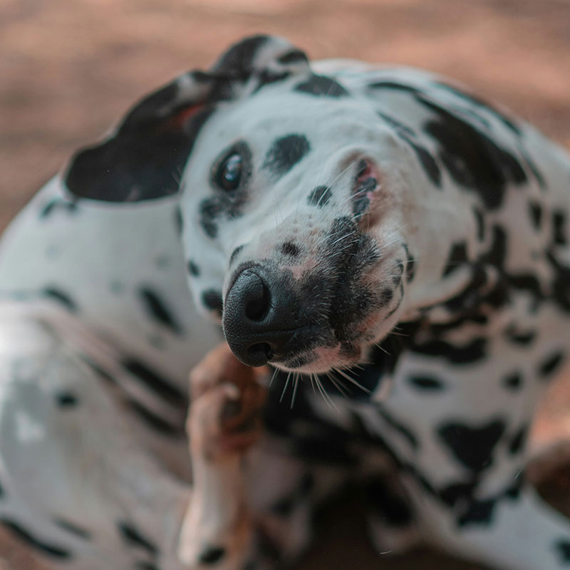 Ticks, Fleas And Worms: Protecting Your Pet As The Weather Warms Up