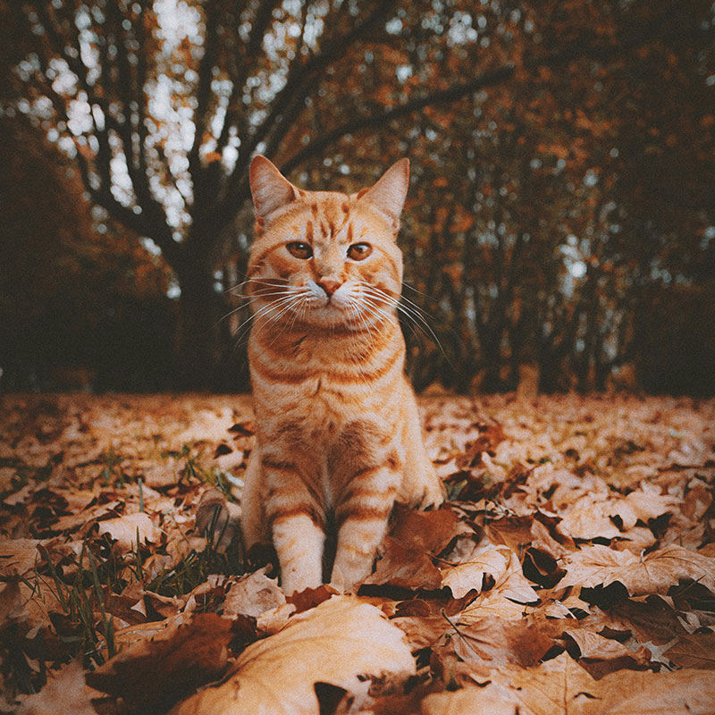 Autumn Pet Safety: Toxins, Mushrooms And Seasonal Hazards