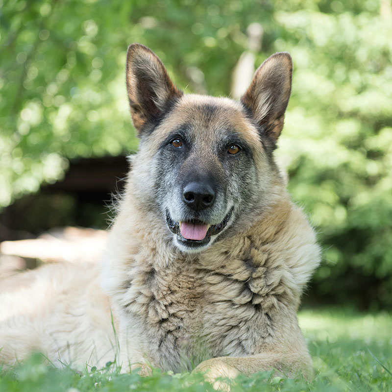 Senior Pet Health: How Care Needs Change As Pets Get Older